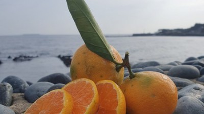 제주 서귀포 위미감귤 꿀팁! 🍊 할인 정보까지 싹 다 알려드릴게요!